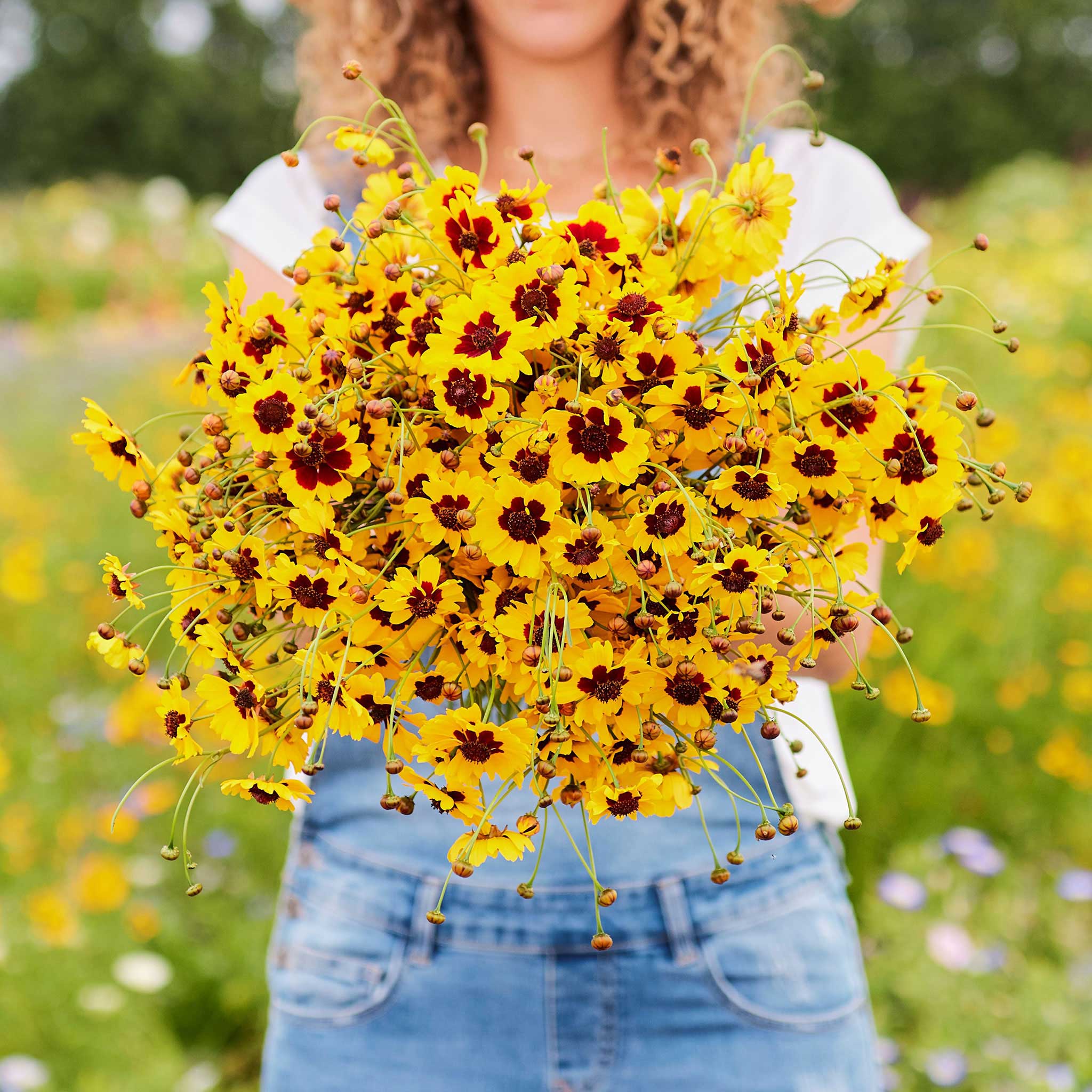 plains coreopsis