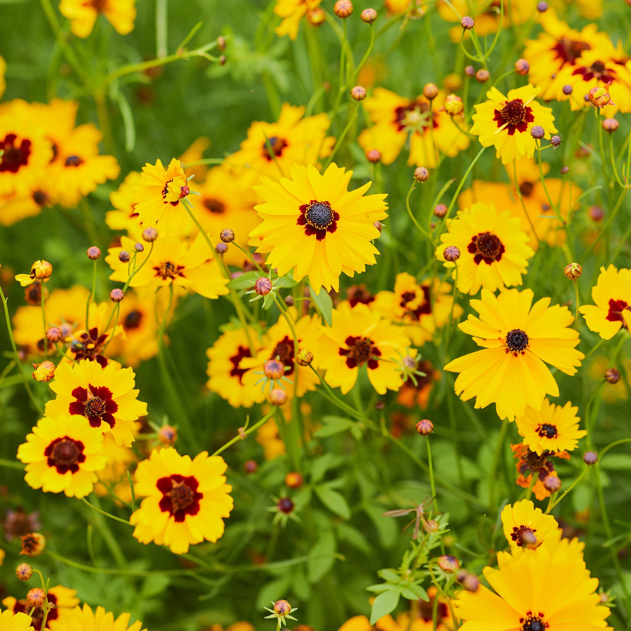 plains coreopsis
