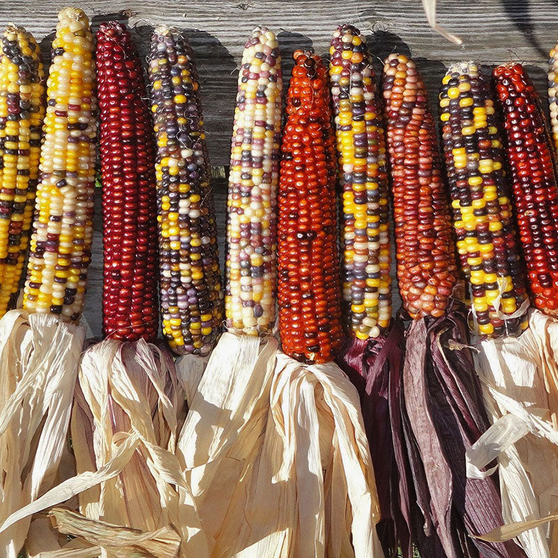 Grow your own edible rainbow corn