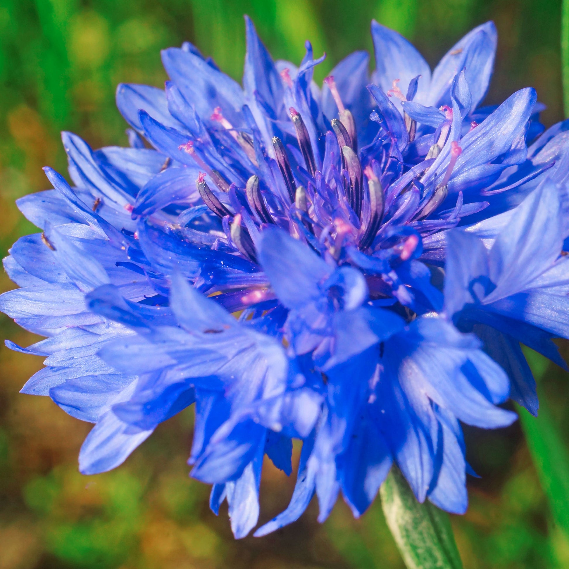 cornflower dwarf blue