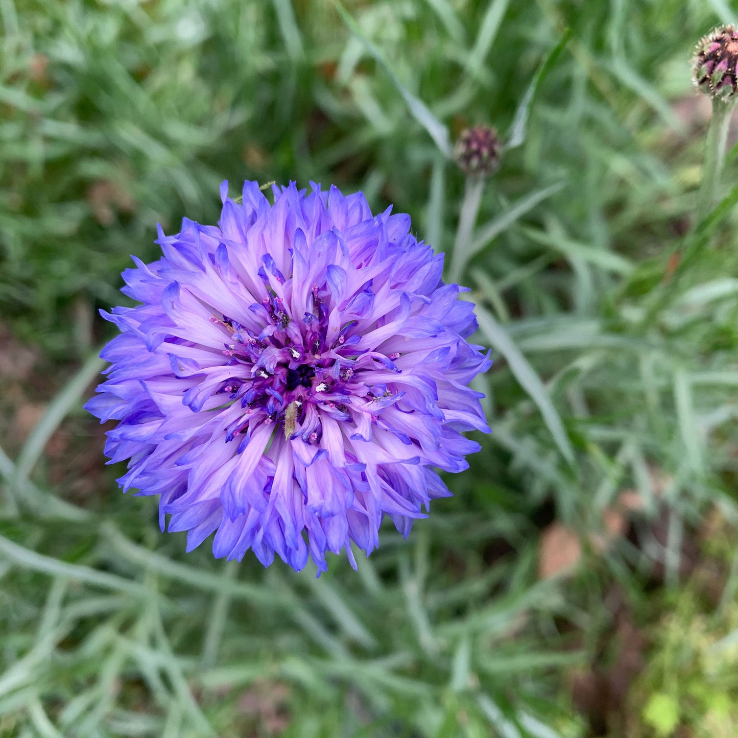 cornflower dwarf blue