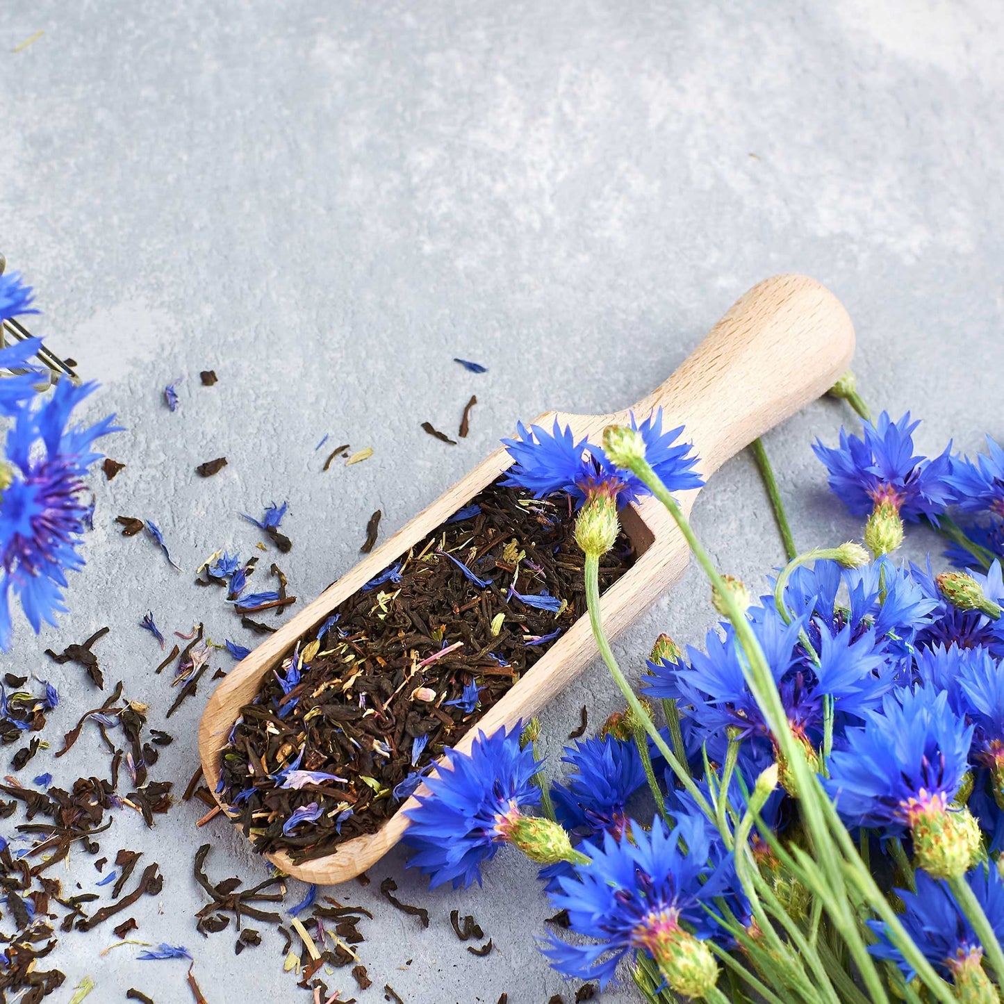 cornflower dwarf blue