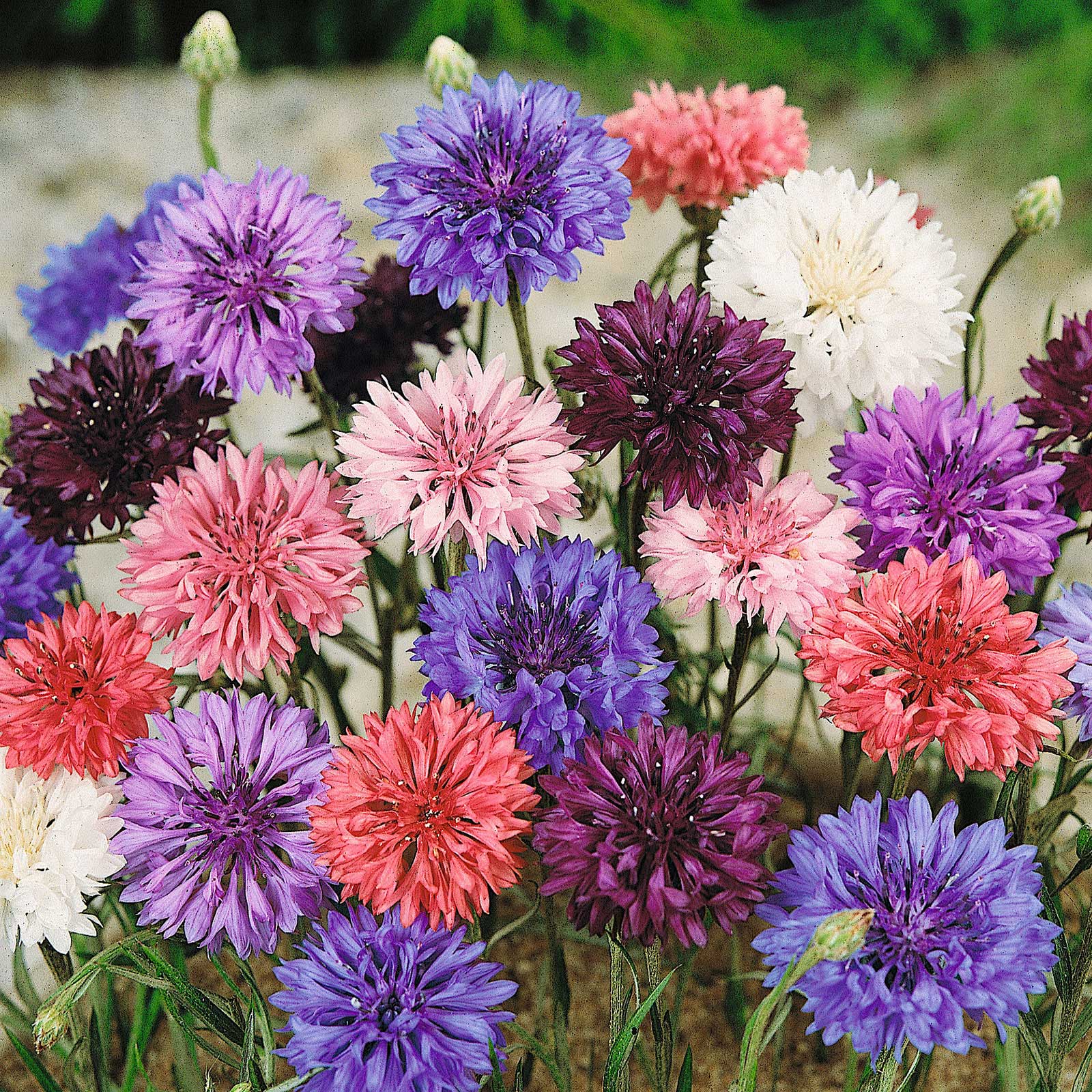Tall Mix Bachelor Buttons Untreated Bachelor Button Seeds