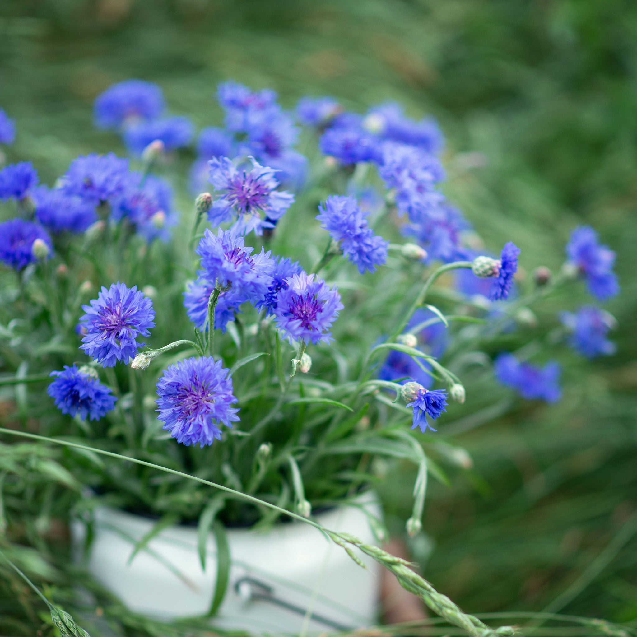 Cornflower / Bachelor Button Seeds - Tall Blue - 1/4 Pound, Flower Seeds, Eden Brothers