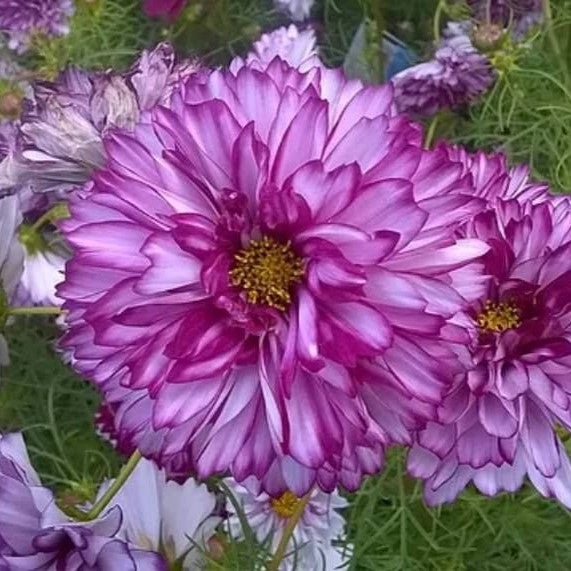 cosmos double click double violet