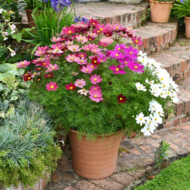 dwarf early sensation mix cosmos