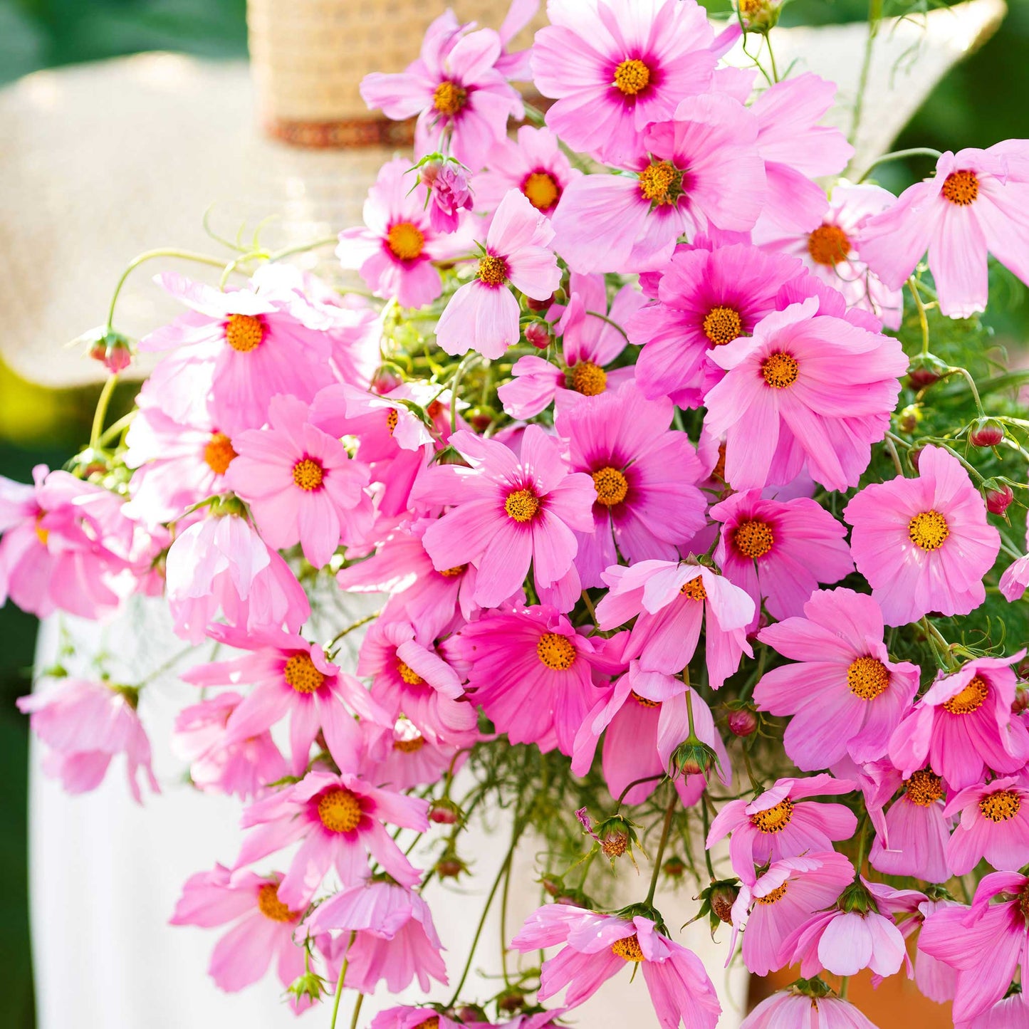 cosmos gloria