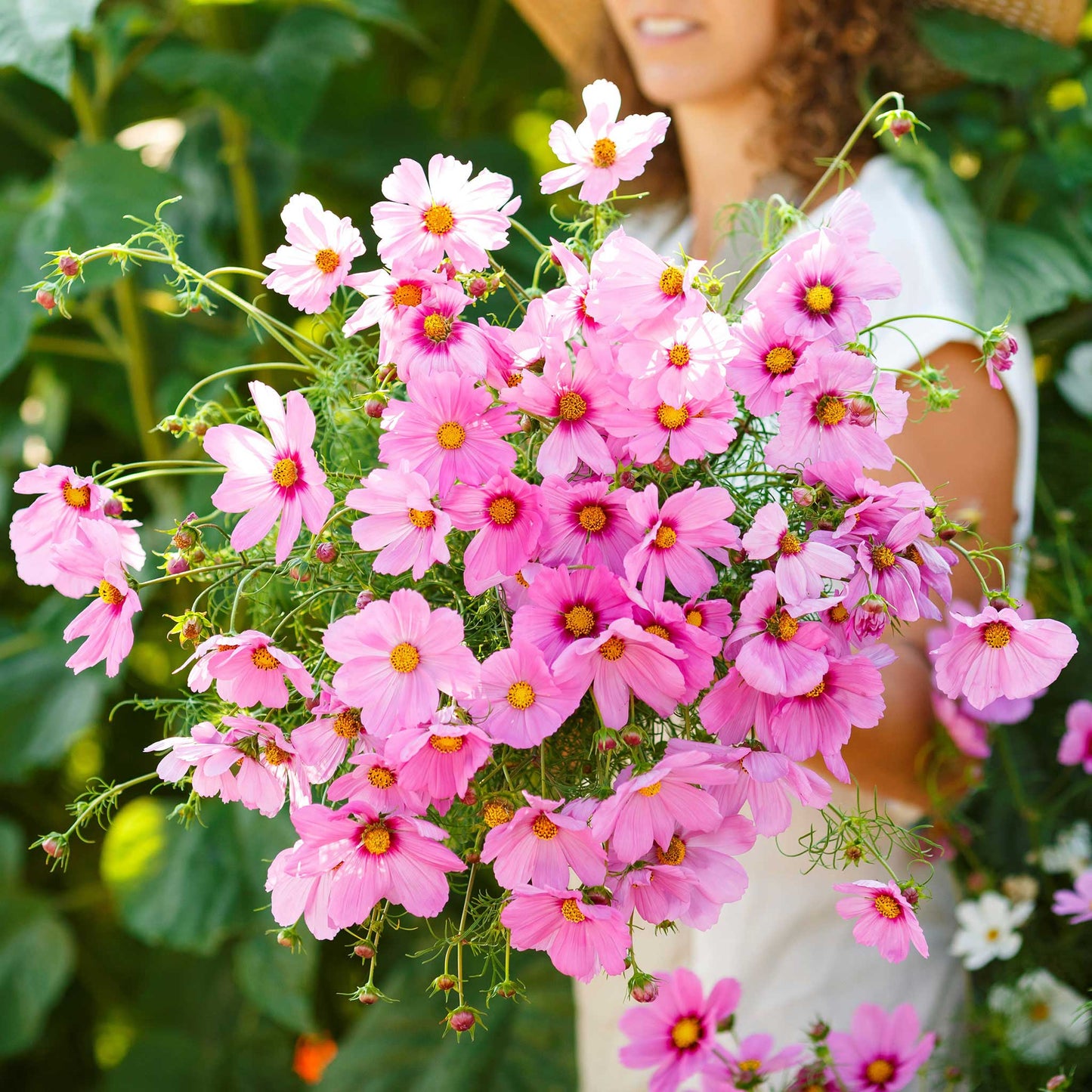 cosmos gloria 