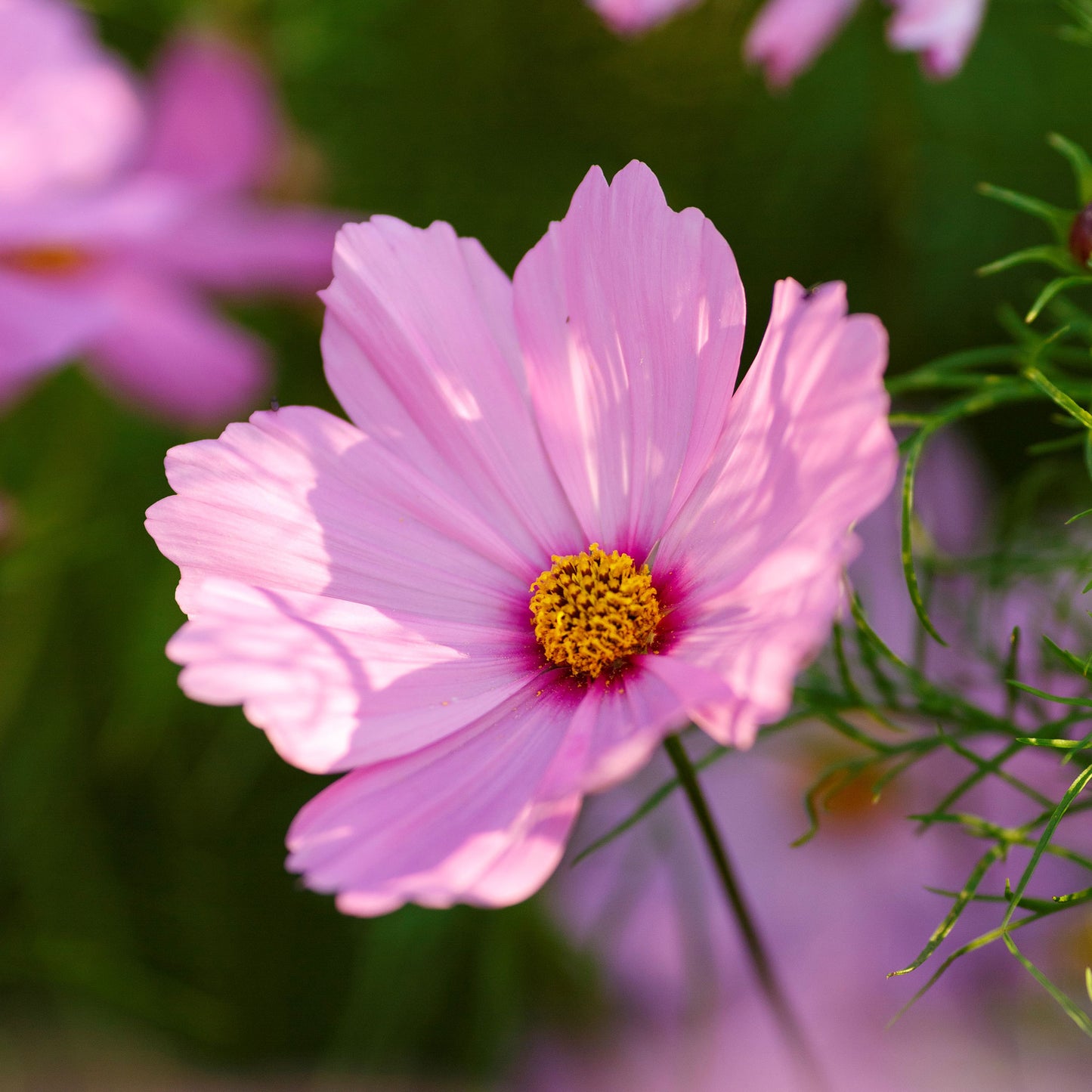 cosmos gloria 