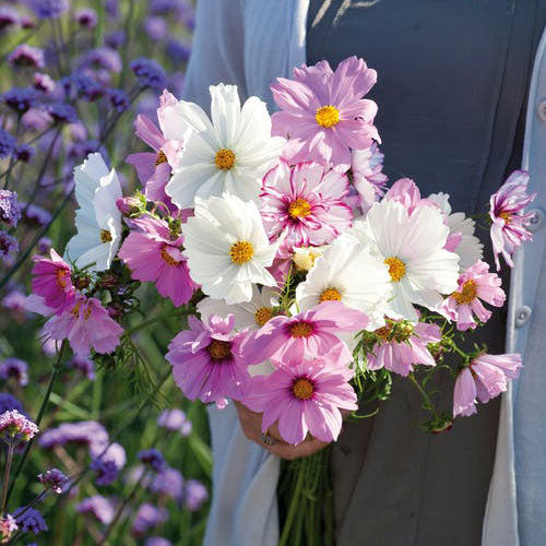 cosmos pastel mix