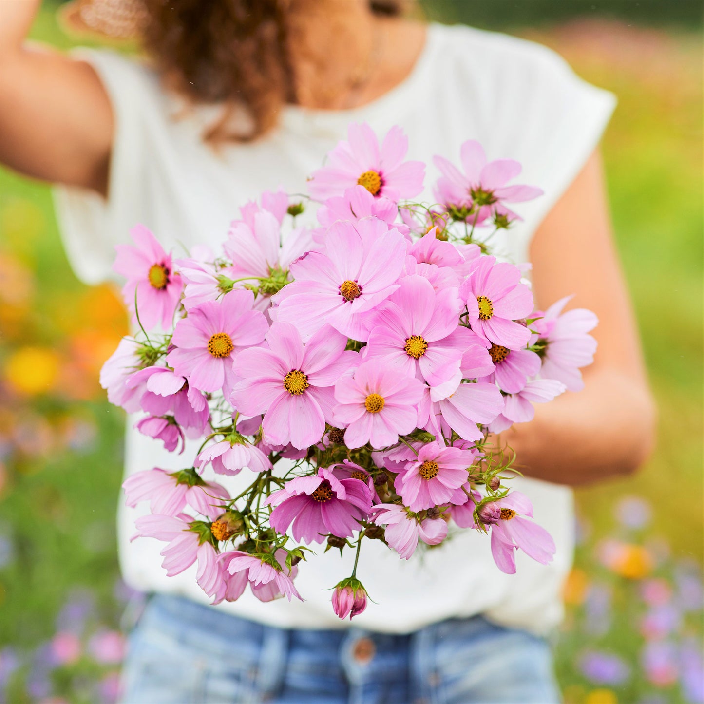 cosmos pinkie 