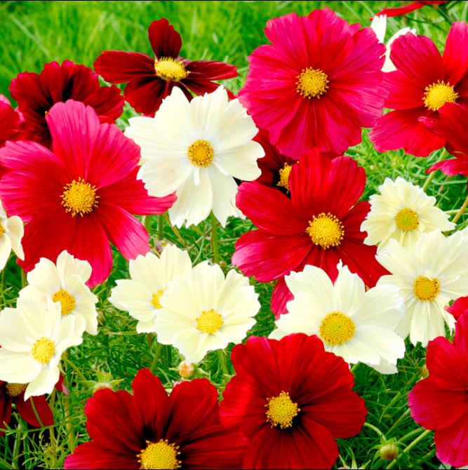 300 Bright Lights Cosmos Flower Seeds - Mixed Colors: Red, Orange, Yellow & More