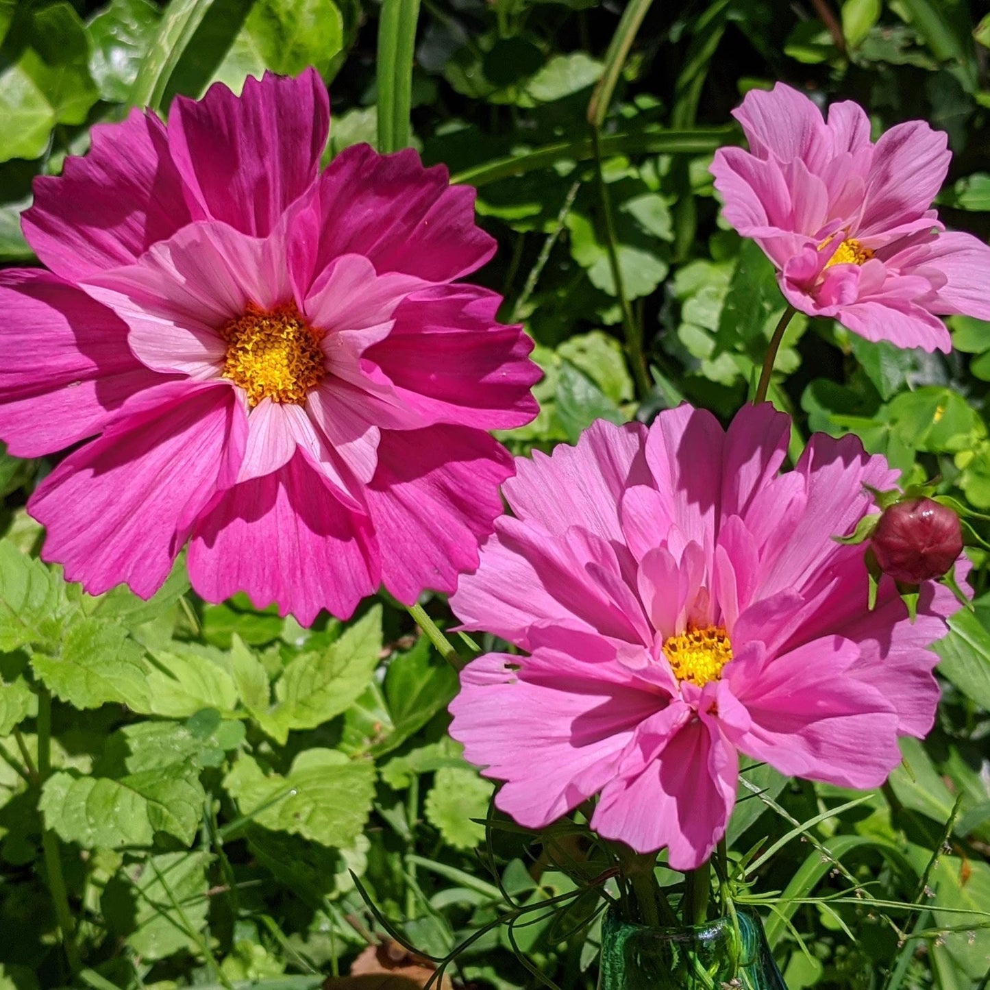 cosmos seashells