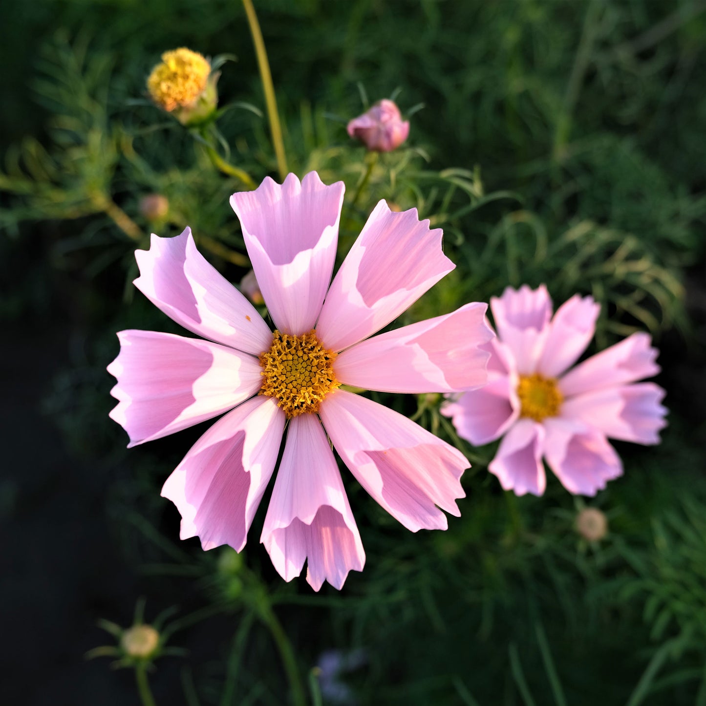 cosmos seashells