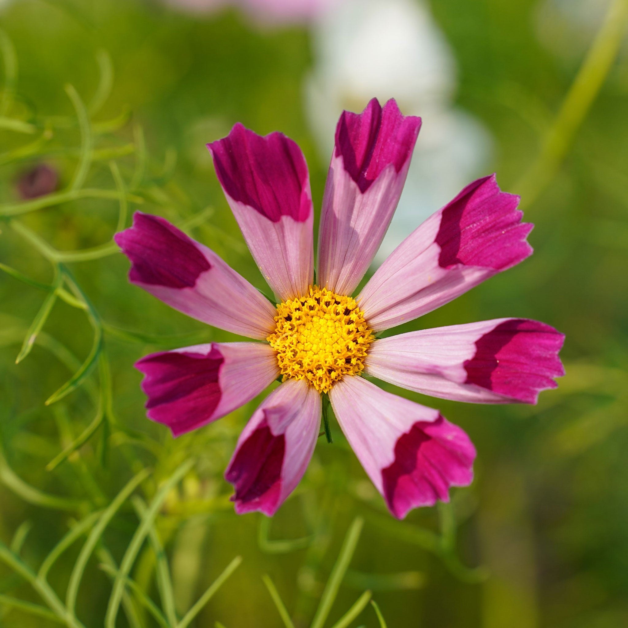 cosmos seashells
