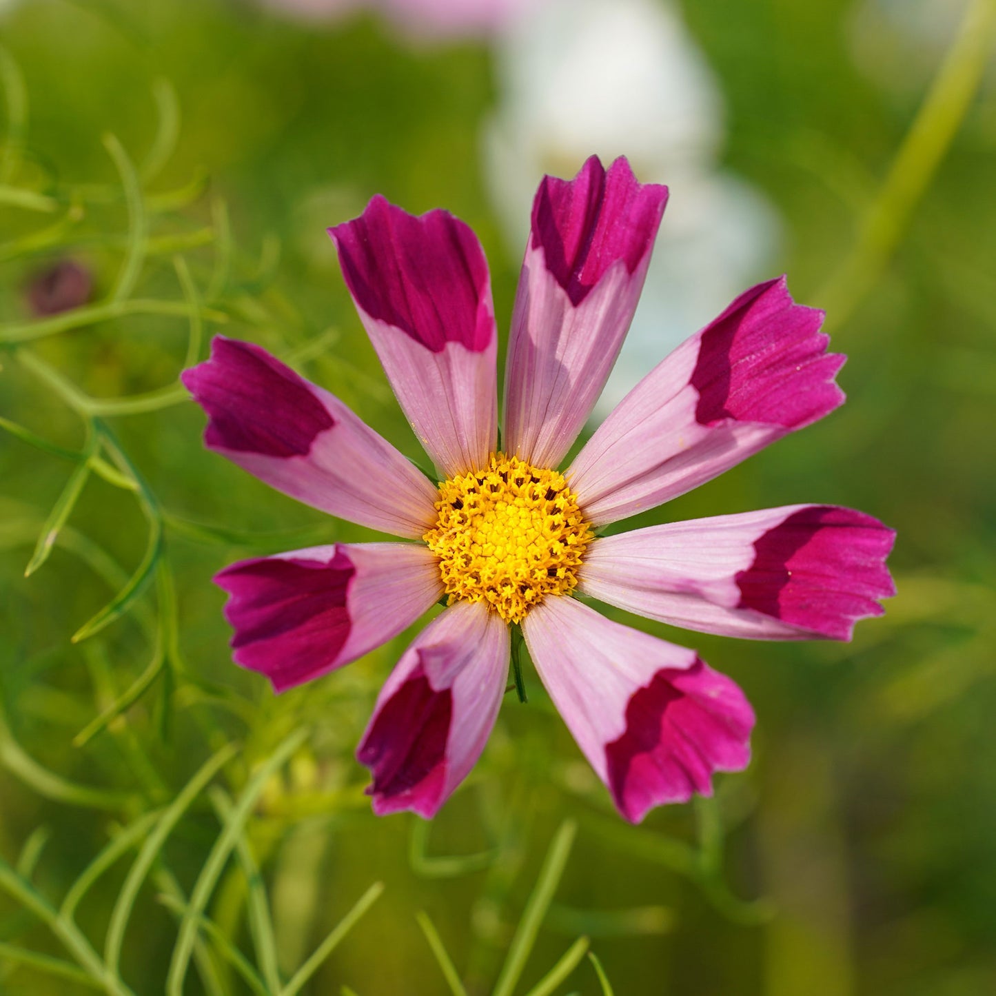 cosmos seashells