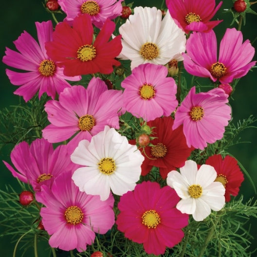 wild cosmos