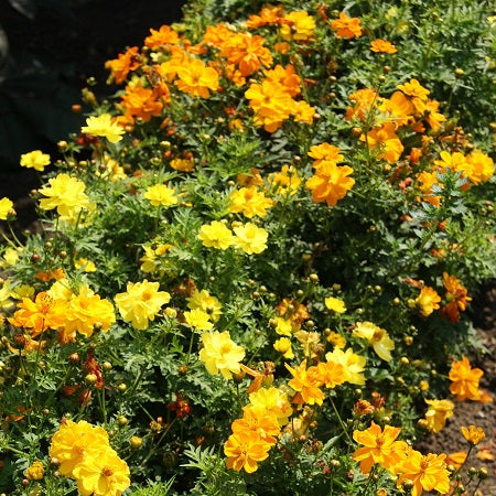 sulphur carpet mix cosmos