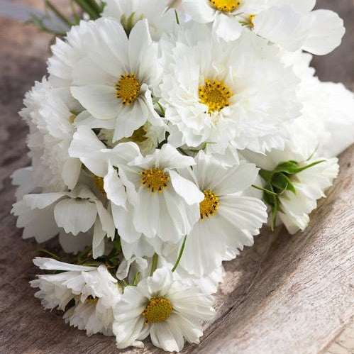 bulk cosmos flower seeds White Mix Cosmos Seeds, Mixed
