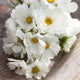 Cosmos Seeds - White Mix