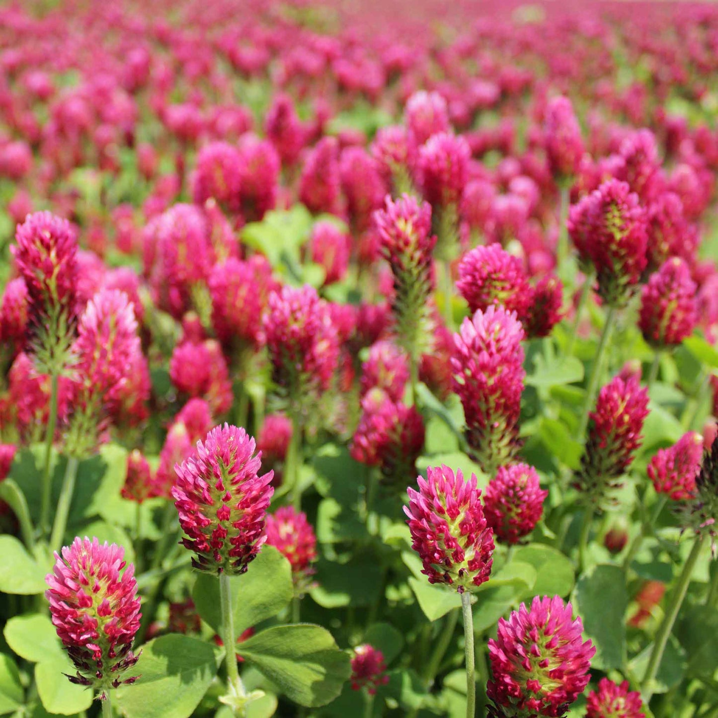 crimson clover