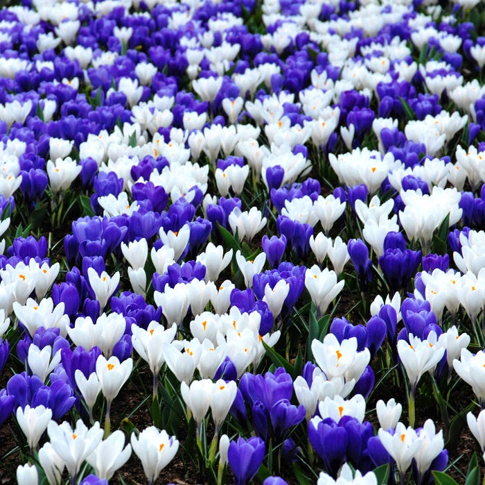 crocus blue white mix