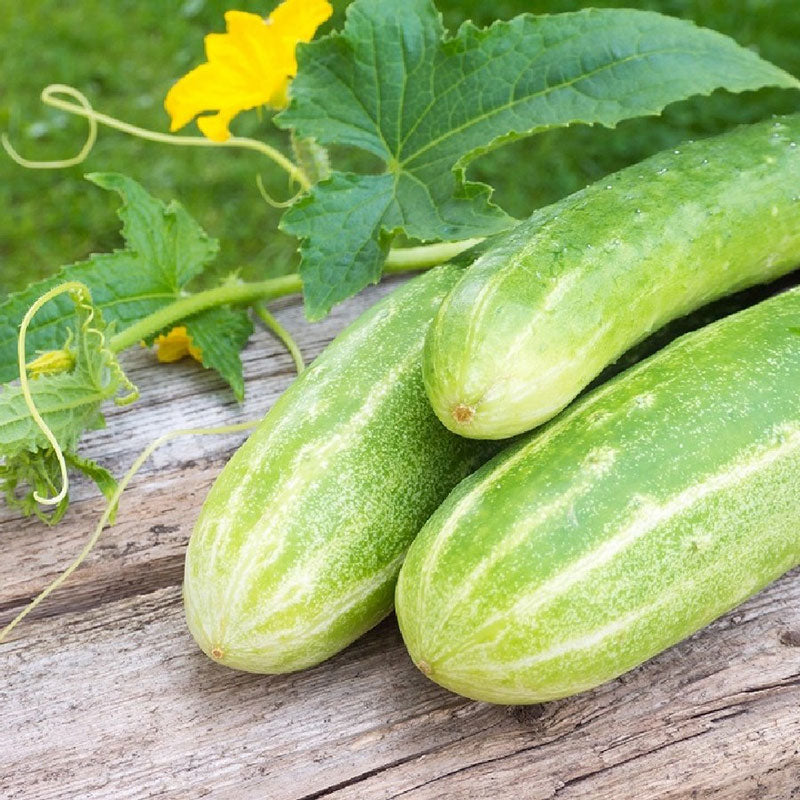 double yield cucumber