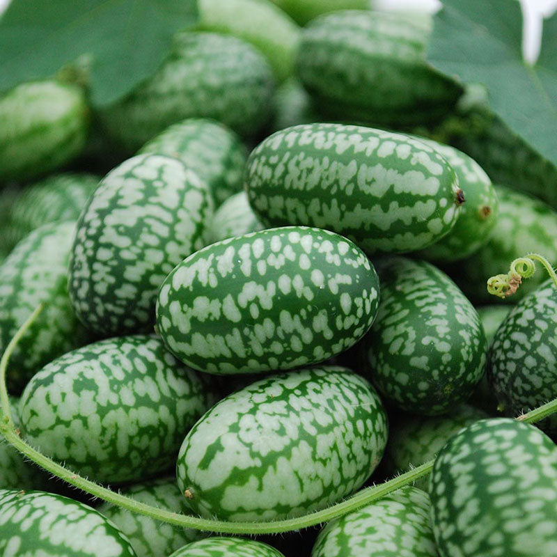 Cucumber Seeds - Mexican Sour Gherkin - Packet, Vegetable Seeds, Eden Brothers