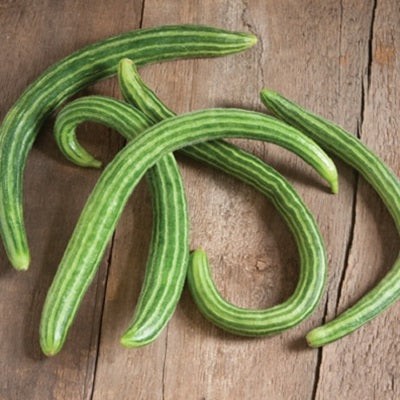 painted serpent cucumber