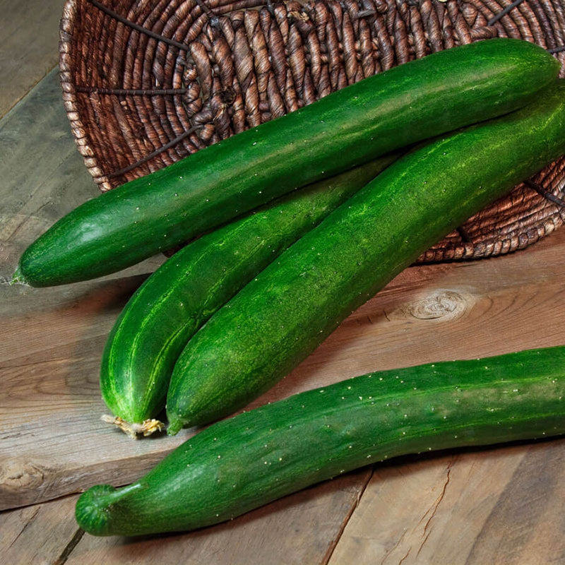 cucumber tasty green