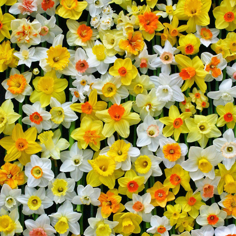 all mix daffodil