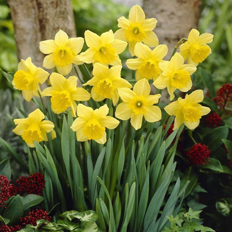 carlton daffodil