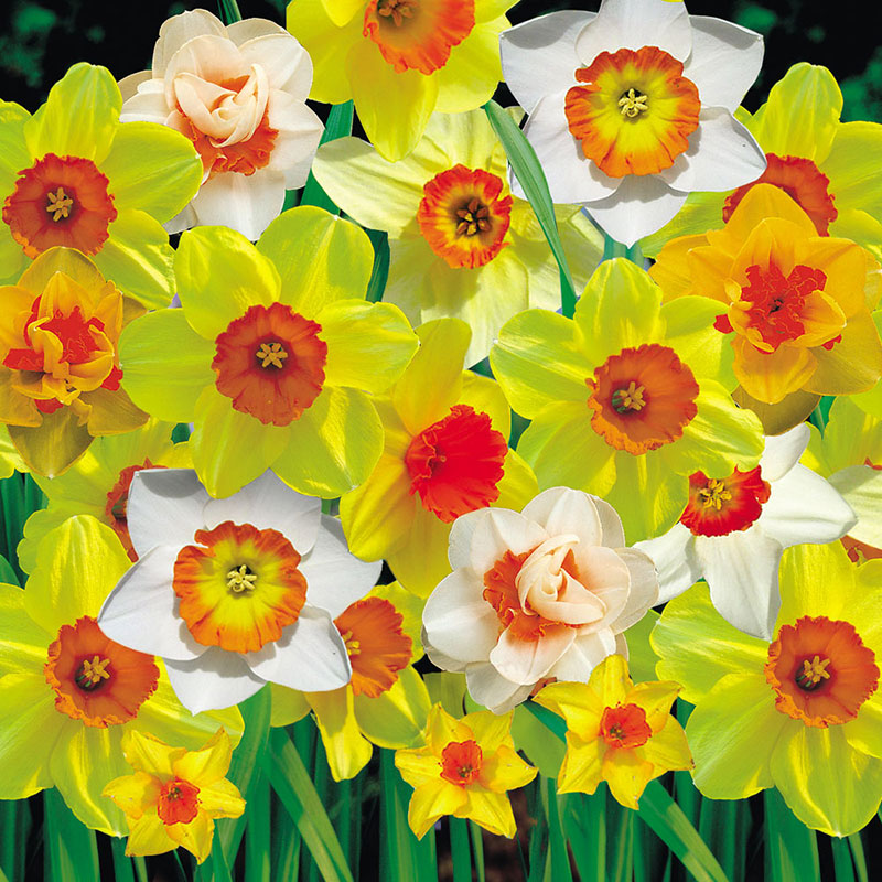 Daffodil Bulbs - Red Cup Mix | Fall Flower Bulbs | Eden Brothers