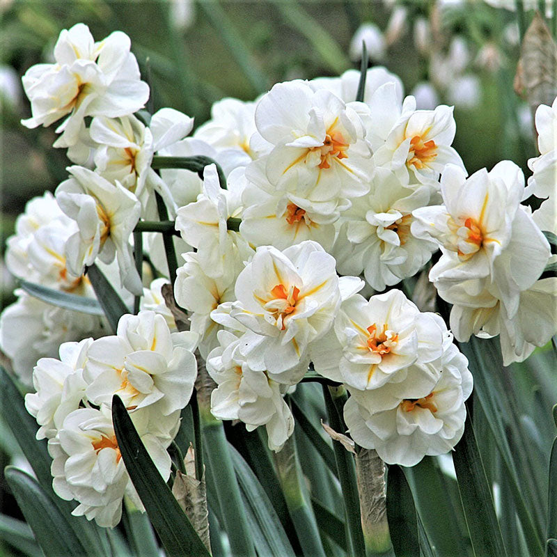 winston churchill daffodil