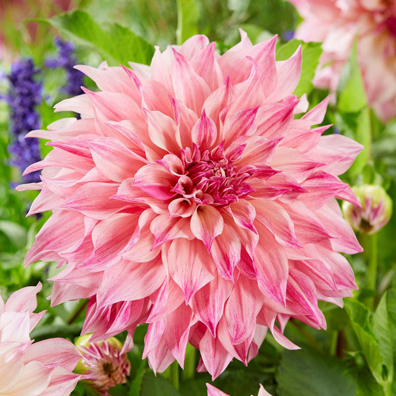 dahlia cafe au lait rose