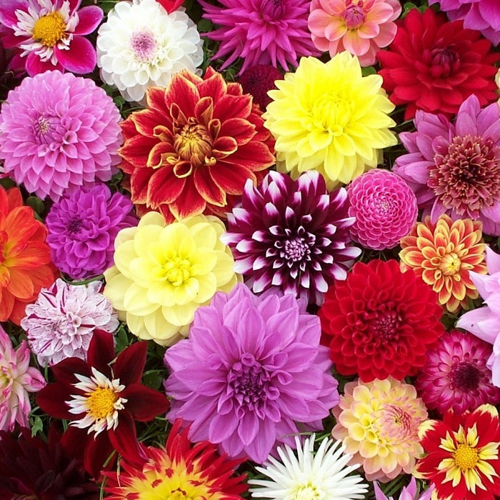 90 Days of Dahlias Long Lasting Mix Dahlia Tubers Eden Brothers