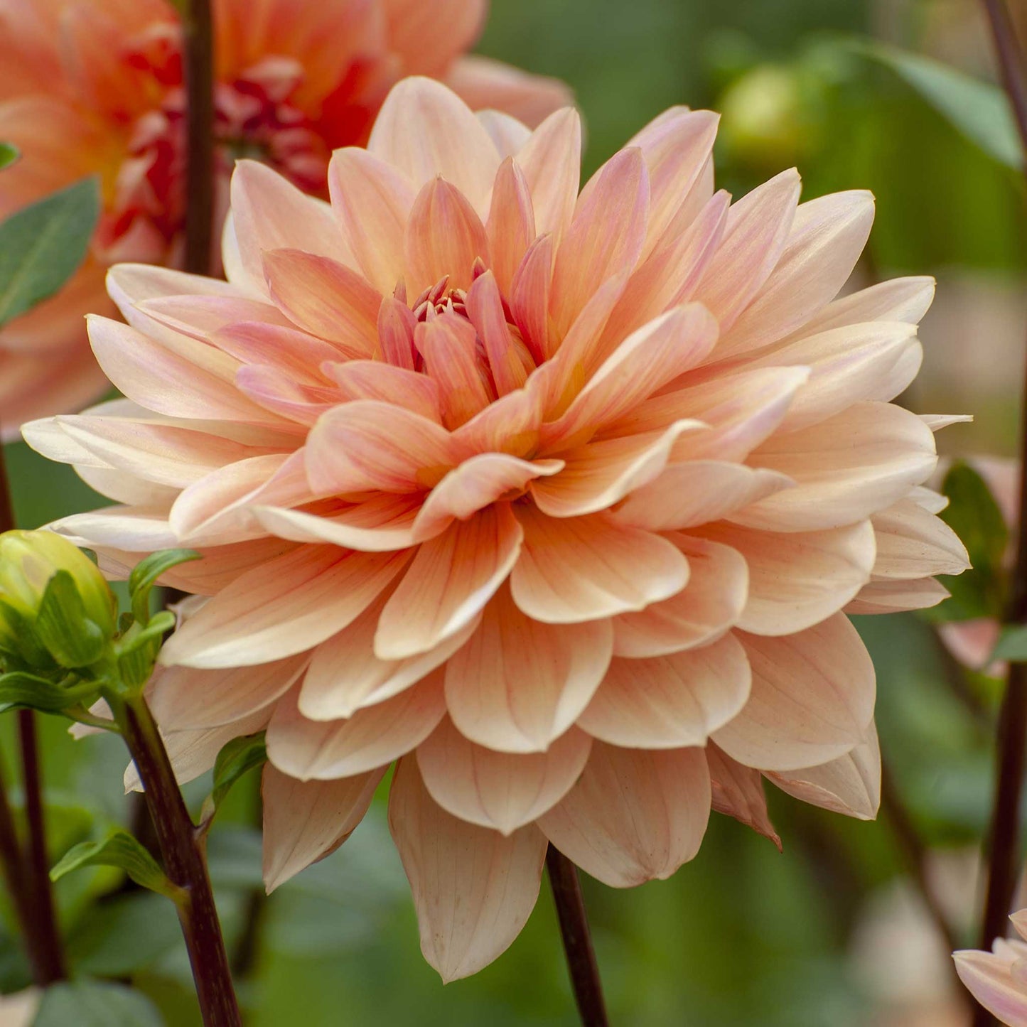 dahlia apricot desire