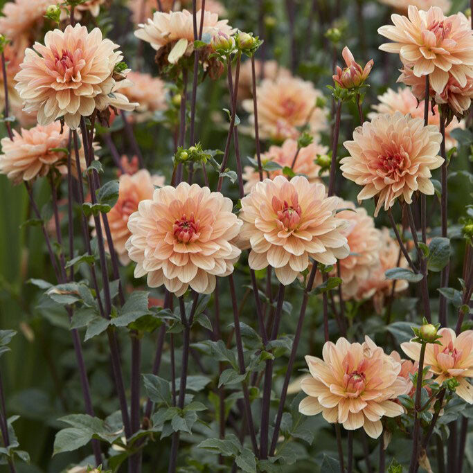 dahlia apricot desire