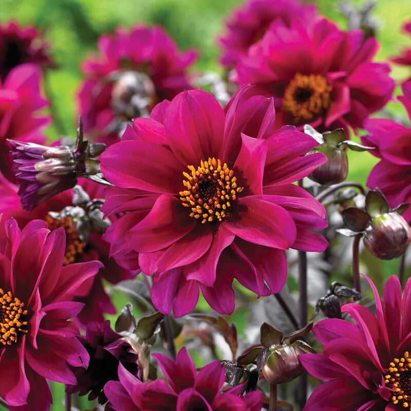 dahlia bishop canterbury