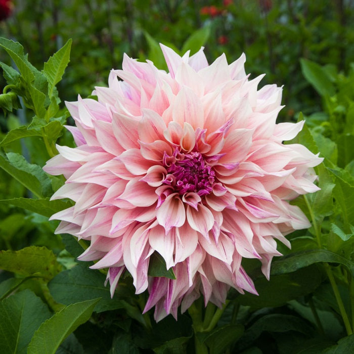 dahlia cafe au lait royal