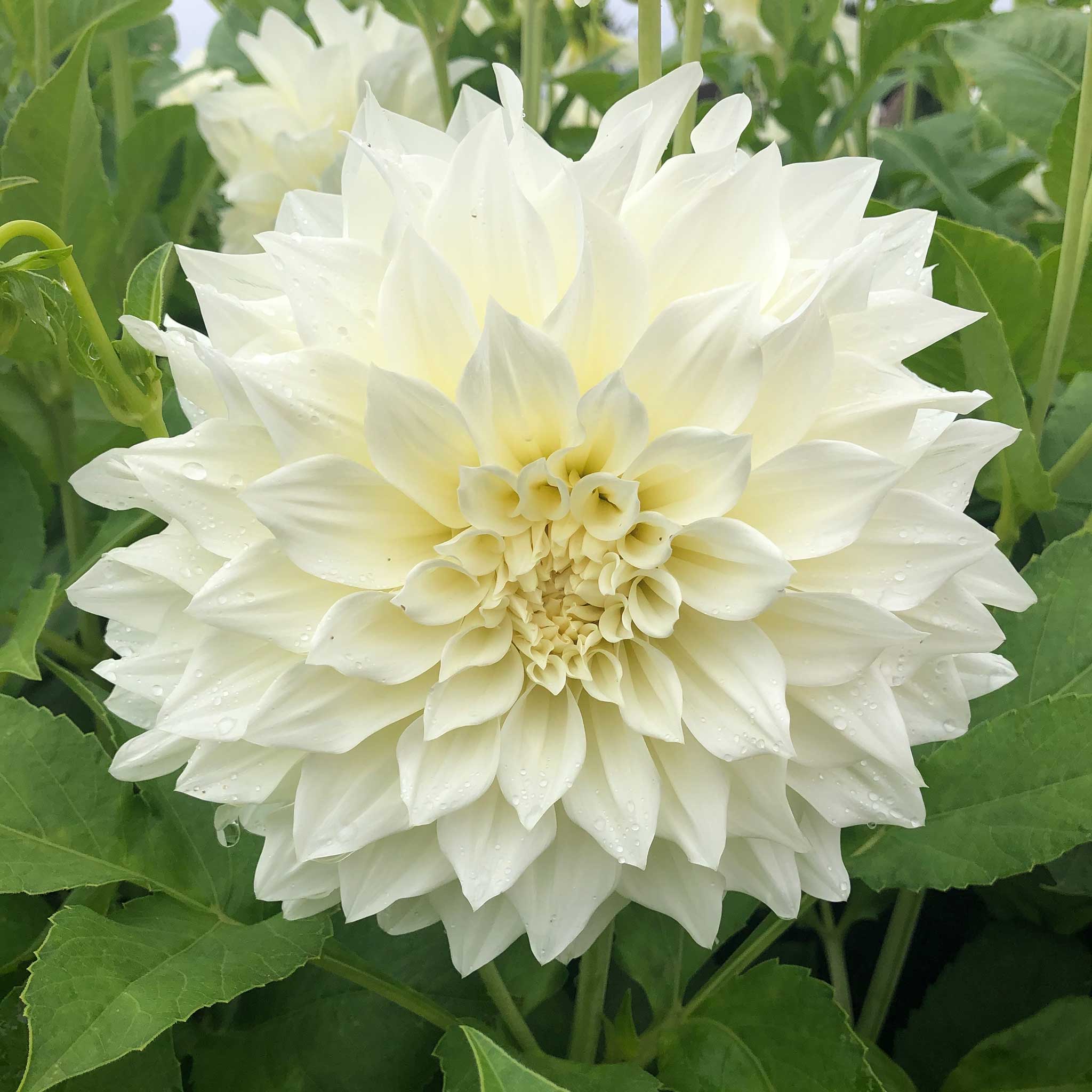 dahlia cafe au lait supreme