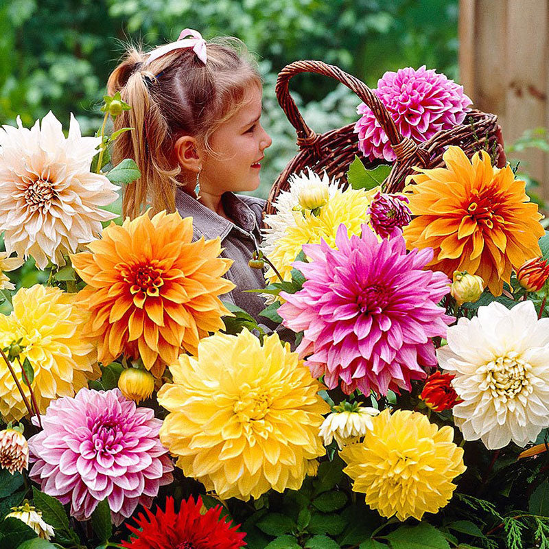 dahlia dinnerplate mix
