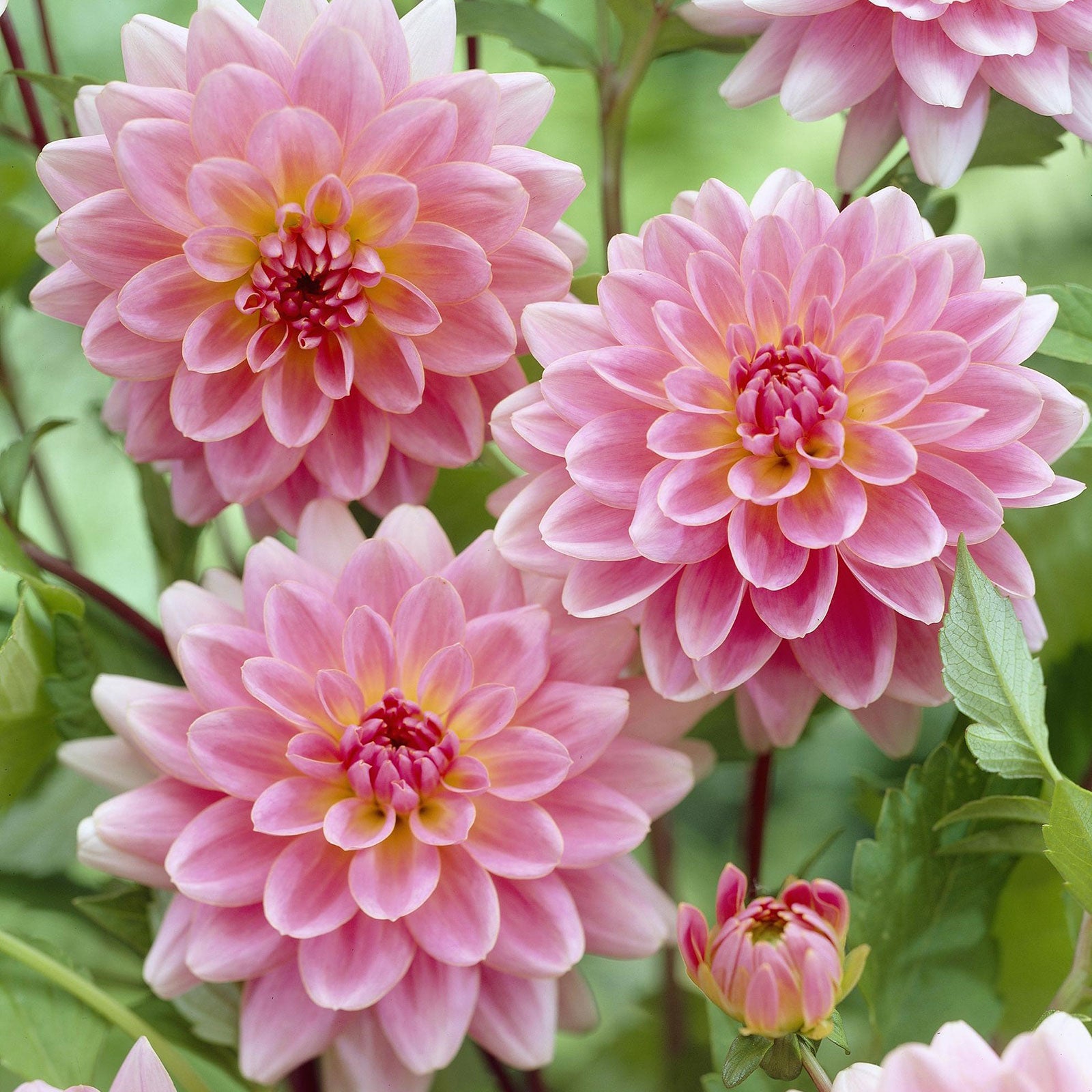 Dahlia Bulb (Decorative) Gerrie Hoek Dahlia Tubers Eden Brothers