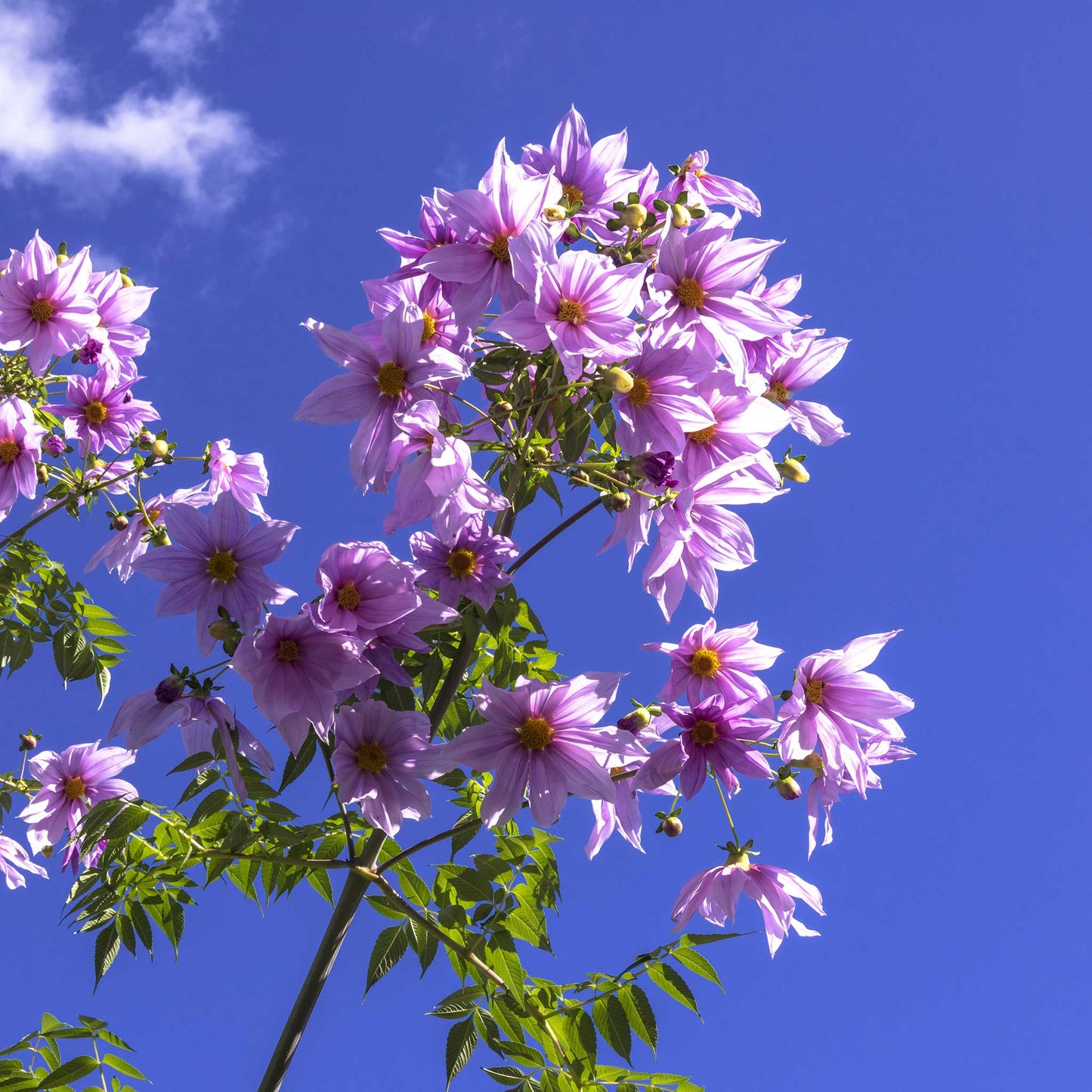 dahlia imperialis