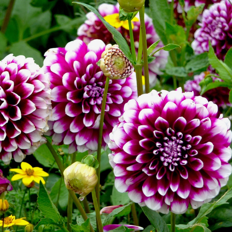 dahlia mystery day