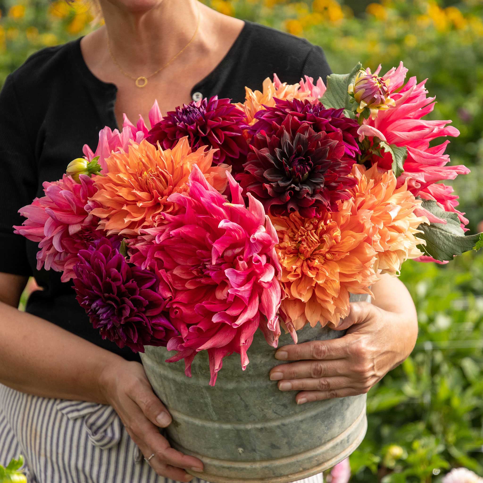 dahlia passion mix