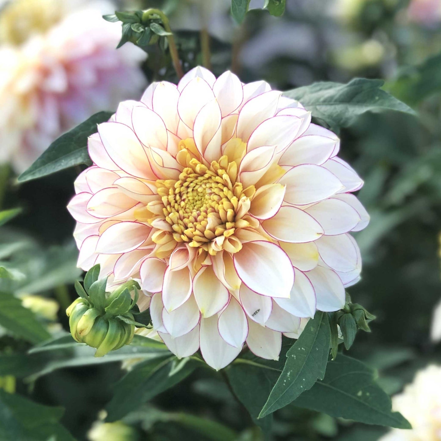 dahlia polka