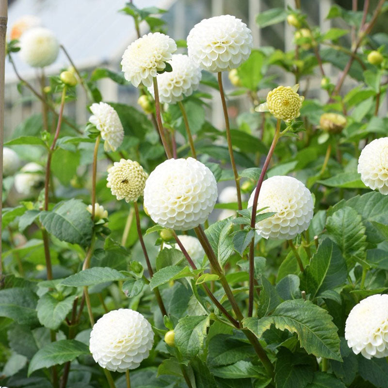 White Button Pom Flower