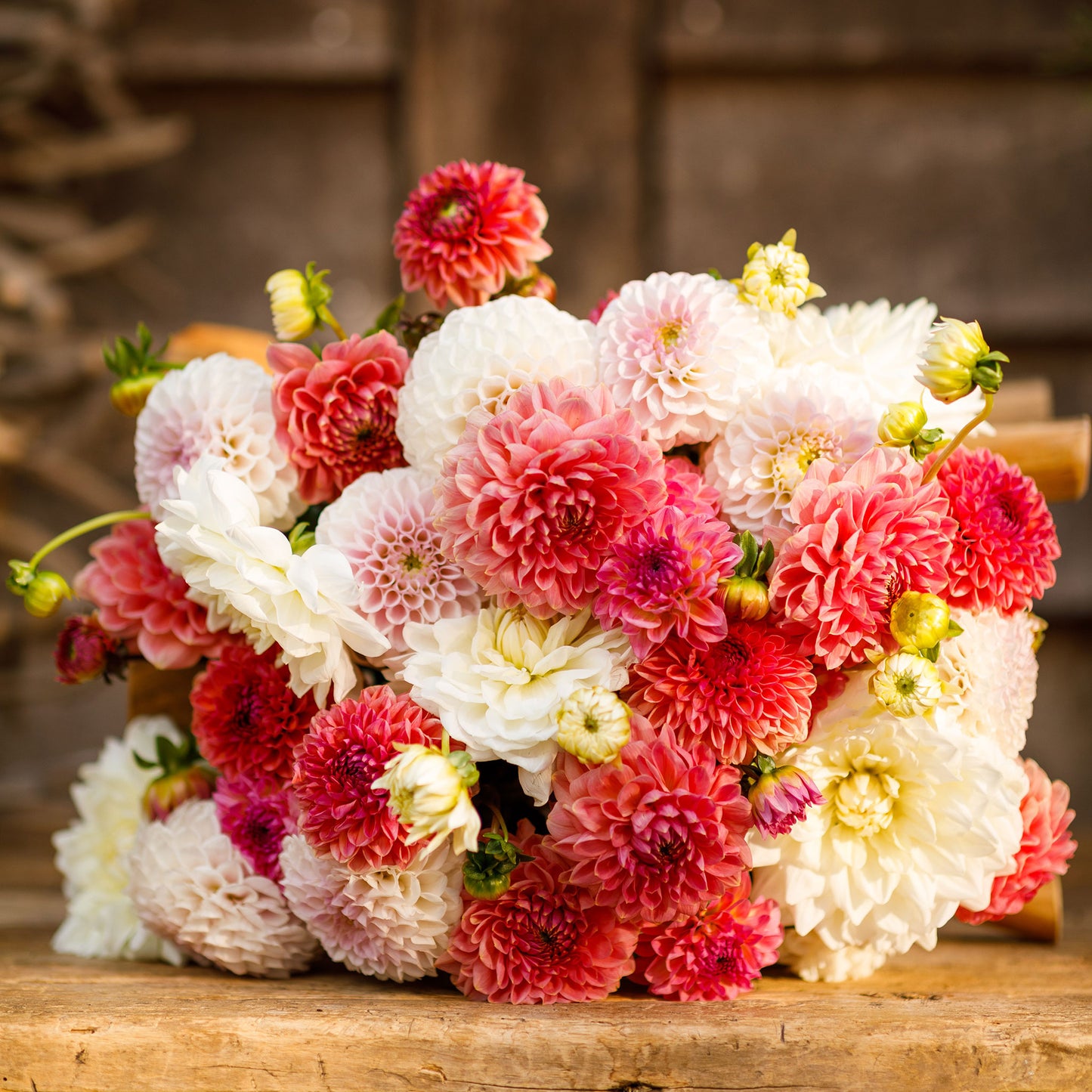 dahlia sweet mix