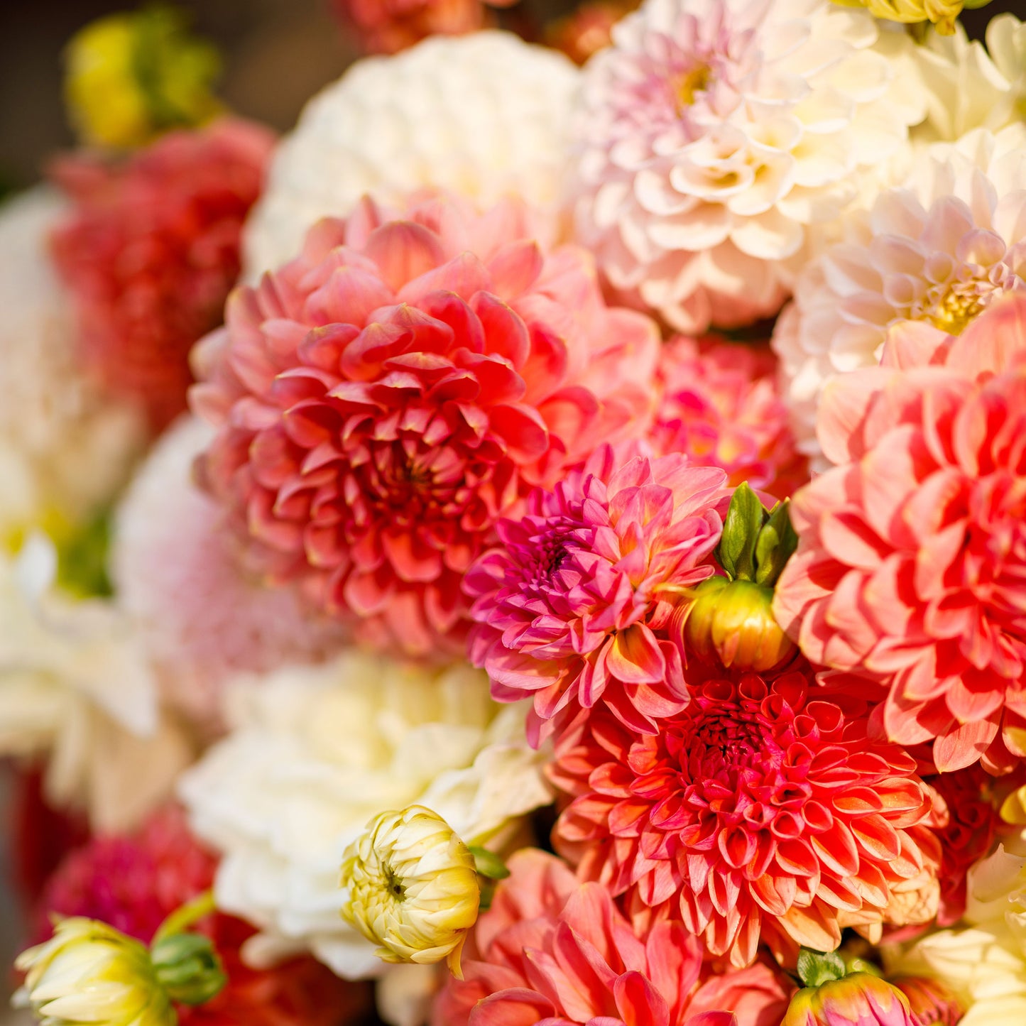 dahlia sweet mix